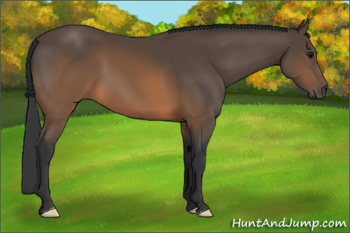 Horse Color: Brown 