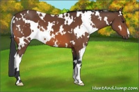Horse Color:White Spotted Bay 