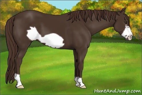 Horse Color: Liver Chestnut Frame 