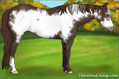 Horse Color: Liver Chestnut Frame 