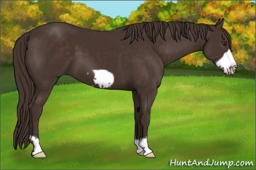 Horse Color: Liver Chestnut Frame 