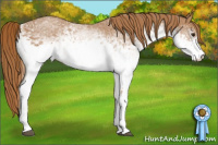 Horse Color:White Spotted Chestnut