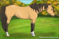 Horse Color:Buckskin Rabicano 