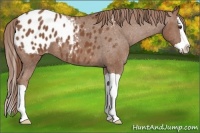Horse Color:Chestnut Splash Appaloosa 