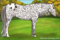 Horse Color:Liver Chestnut Appaloosa 