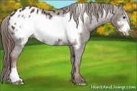 Horse Color:Liver Chestnut Frame Appaloosa 