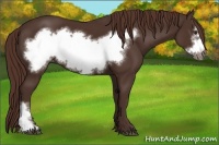 Horse Color:Liver Chestnut Frame 