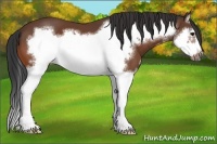 Horse Color:Bay Splash Frame 