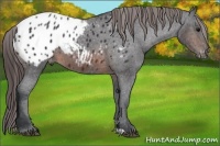 Horse Color:Brown Appaloosa 