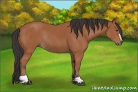 Horse Color:Bay Sabino Rabicano