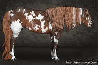 Horse Color:White Spotted Liver Chestnut Sabino 