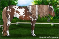 Horse Color:White Spotted Liver Chestnut 
