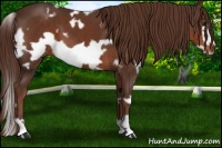 Horse Color:White Spotted Liver Chestnut Frame