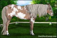 Horse Color:White Spotted Chestnut Frame Appaloosa 