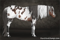 Horse Color:White Spotted Liver Chestnut Blanket 