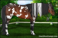 Horse Color:White Spotted Brown 