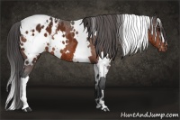 Horse Color:White Spotted Brown Appaloosa 