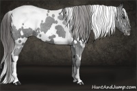 Horse Color:White Spotted Black Varnish 