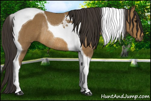 Horse Color: Buckskin Tobiano Rabicano 