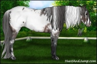 Horse Color:White Spotted Brown Frame Appaloosa 