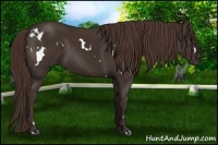 Horse Color:White Spotted Liver Chestnut 