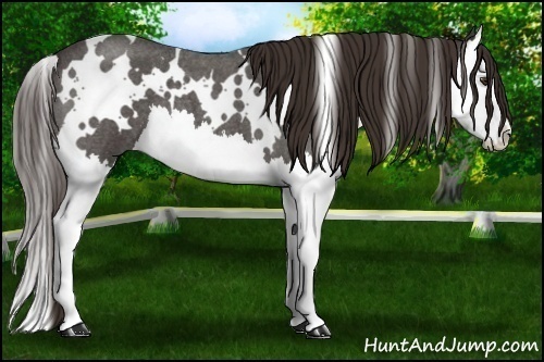 Horse Color: White Spotted Liver Red Roan Splash 