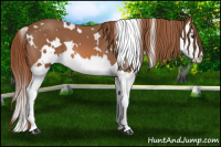Horse Color:White Spotted Liver Chestnut Splash 