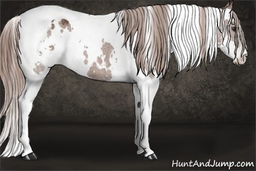 Horse Color: White Spotted Liver Chestnut Splash Tobiano Blanket 