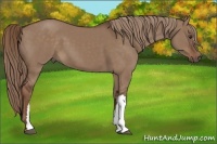 Horse Color:Liver Red Dun 