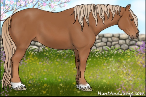 Horse Color: Chestnut 