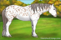 Horse Color:Bay Splash Appaloosa