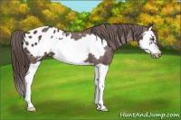 Horse Color:Liver Chestnut Splash Frame Appaloosa