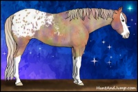 Horse Color:Nacre Chestnut Splash Appaloosa