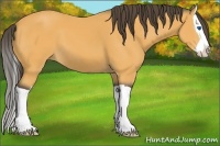 Horse Color:Buckskin Splash 