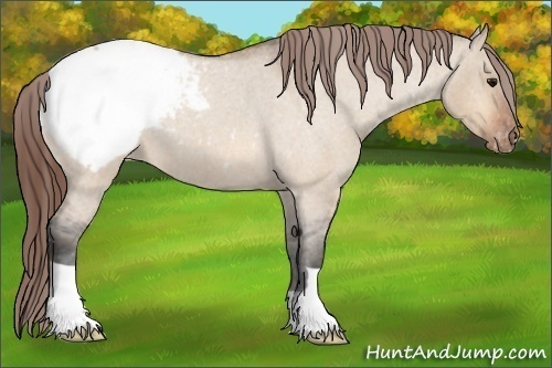 Horse Color: Bay Roan Dun Snowcap 