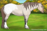 Horse Color:Bay Roan Dun Snowcap 
