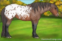Horse Color:Bay Appaloosa 