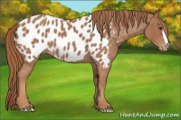 Horse Color:Red Roan Near Leopard 