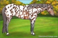 Horse Color:Bay Appaloosa 