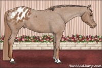 Horse Color:Chestnut Appaloosa 