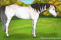 Horse Color:White Spotted Bay Splash 