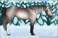 Horse Color:Gray Bay Appaloosa 