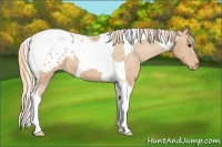 Horse Color:Chestnut Tobiano Blanket 
