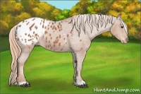 Horse Color:Chestnut Appaloosa 