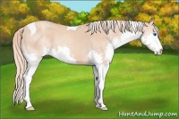 Horse Color:Gold Champagne Splash Tobiano