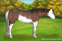 Horse Color:Bay Splash Rabicano 