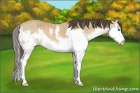 Horse Color:Sable Cream Champagne Splash 