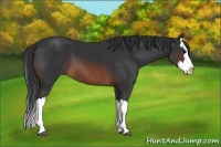 Horse Color:Brown Splash 