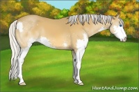 Horse Color:Silver Buckskin Splash 