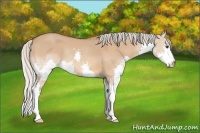 Horse Color:Silver Bay Dun Splash 